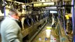 Le système des quotas laitiers arrive à sa fin