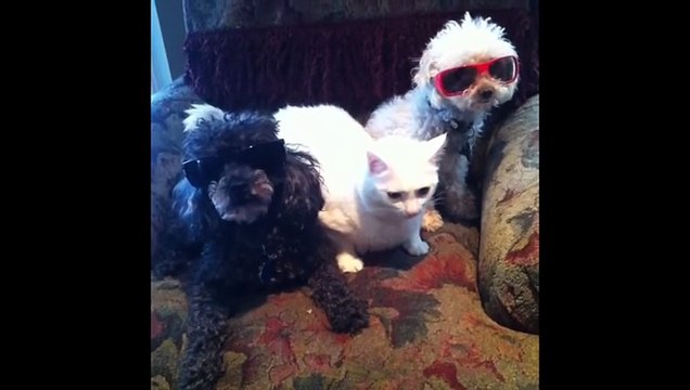 Dog Vines - Most Amazing 30 MINUTES of Dogs and Puppy Vines Compilation!