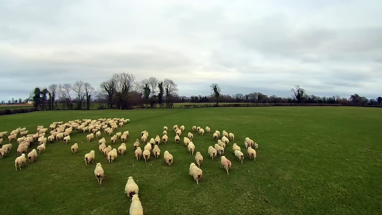 Un drone joue les chiens de berger! Très efficace...