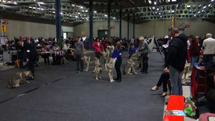 Jko de la Terre d'Argent en exposition canine au Luxembourg