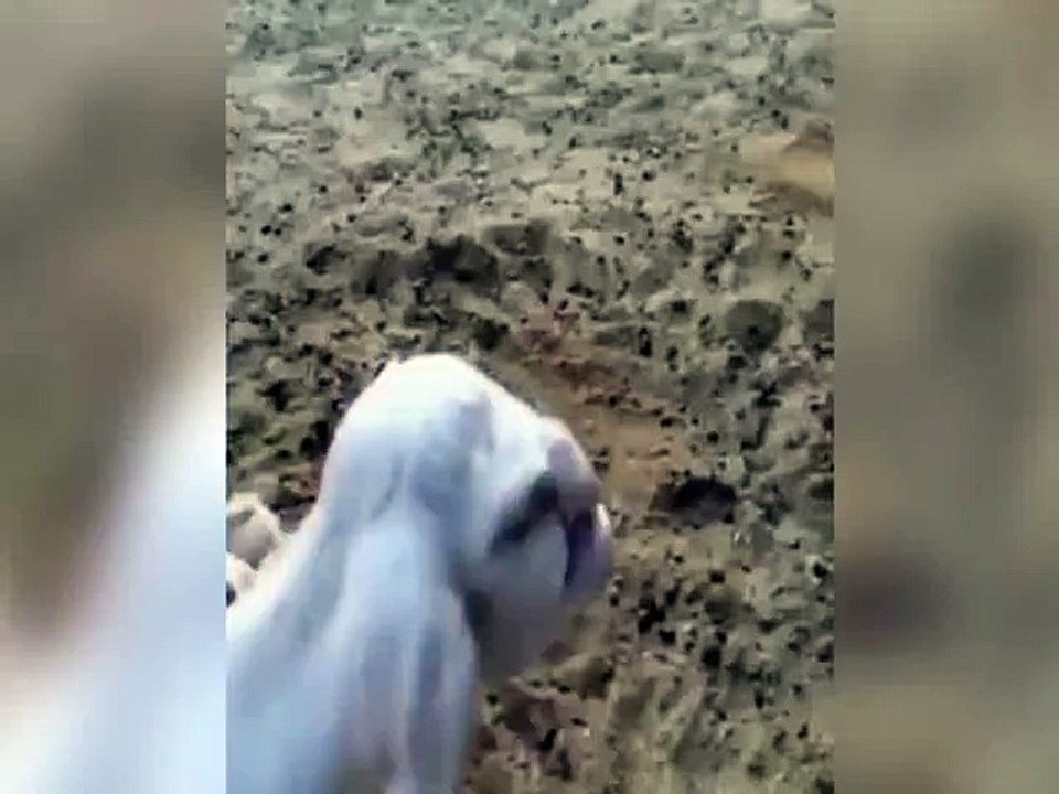 Lamb with human-like features is born on a farm in Russia