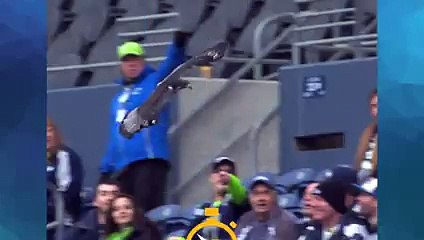Huge Bird Lands On Fan's Head At Seattle Seahawks Game - YouTube