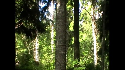 Harmaapäätikka, pesintä (Picus canus)