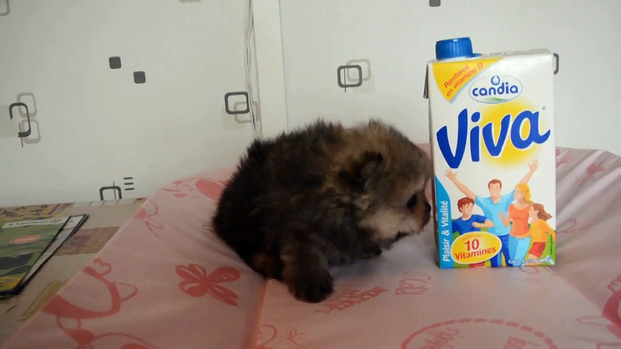 Lover du Domaine des Bouilles d'Amour Spitz Nain Pomeranian