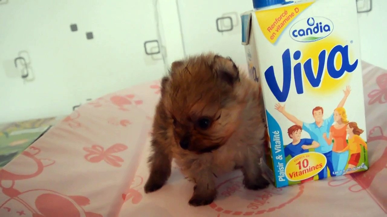 Lucky du Domaine des Bouilles d'Amour Spitz Nain Pomeranian