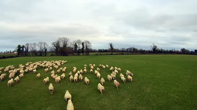 Un drone survole un troupeau de moutons