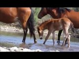 Wild Horses, 