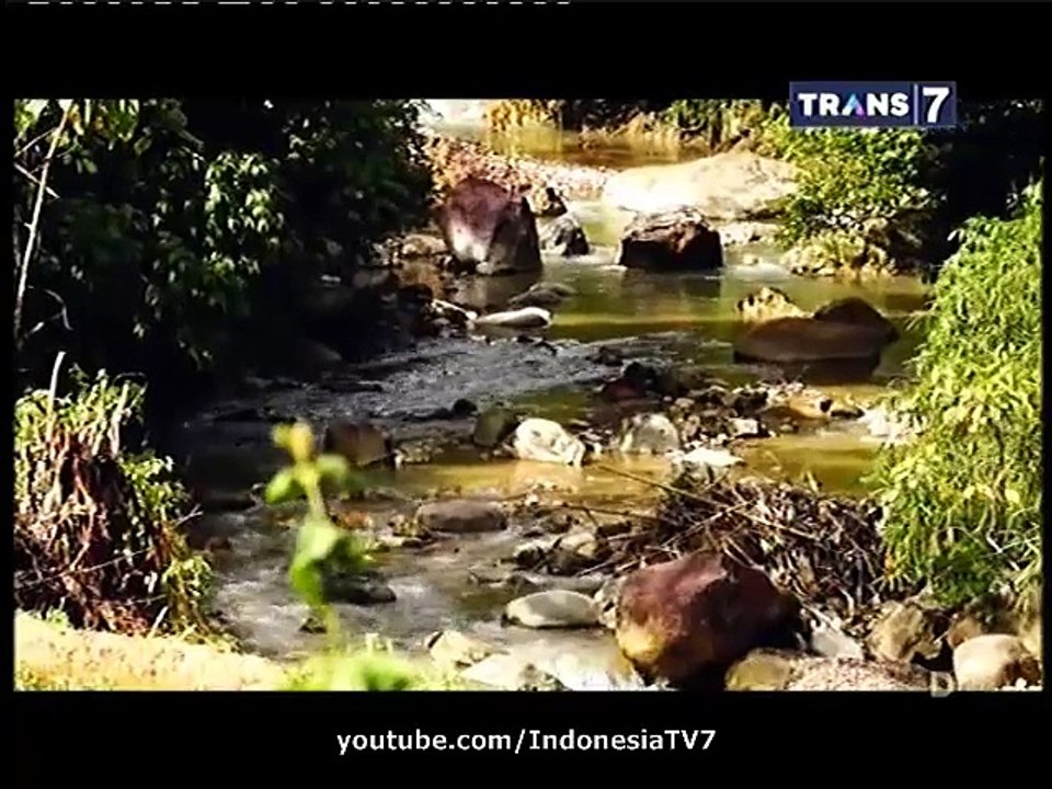 Jejak Jejak Misterius Misteri Manusia Berbulu Bermuka Anjing Hutan Sipariuk 30 Maret 2015