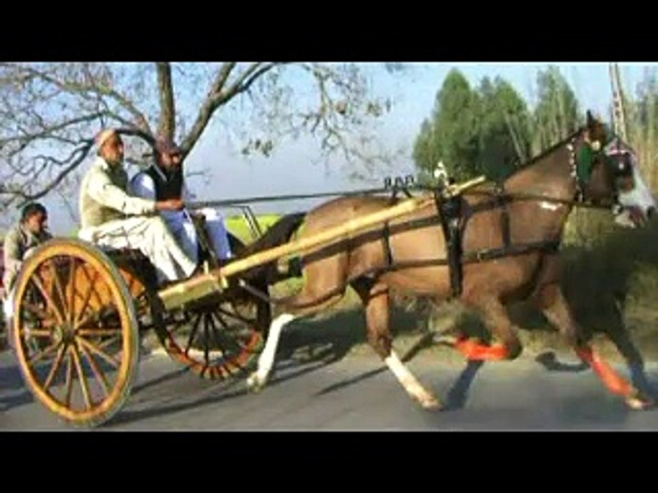 saeed ahmed horse darwaish try