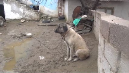 Anadolu Aslanı" Oğlaklara Annelik Yapıyor