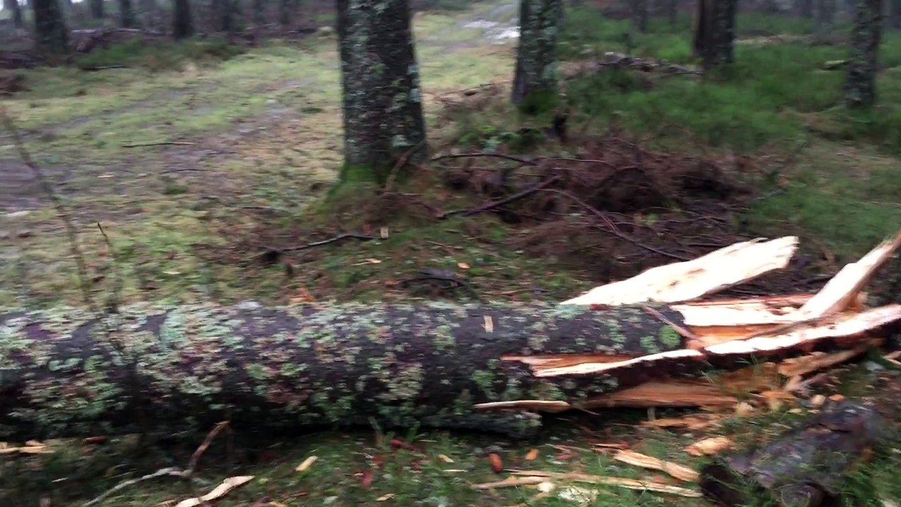 Tempête au Champ du Feu 2