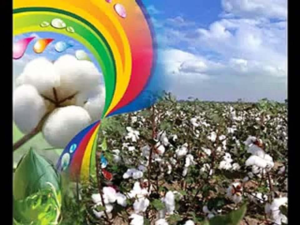 Cotton 2015-16