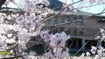 Beauty at a Japanese Dojo!