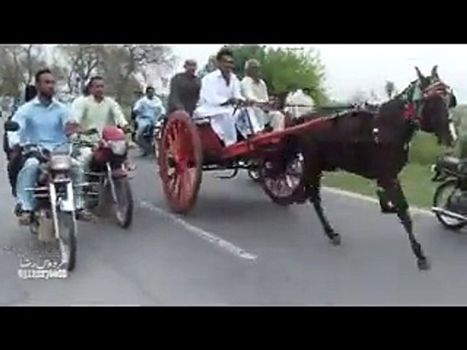 qamar zaman and tariq zaman uk horse dhoom jumma try 27-3-15