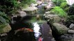 making a koi pond, koi pond construction