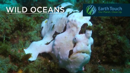 Eel and reef fish team up to form hunting pack