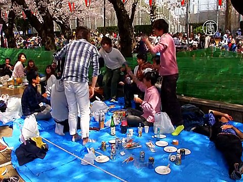 Тысячи японцев любуются цветущей сакурой