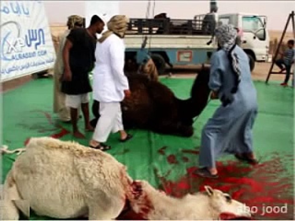 ذبح الإبل بمناسبة شفاء الملك عبدالله