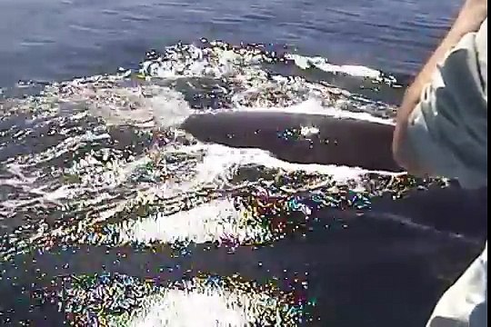 Ils Pensaient la Baleine Morte.. Mais l'Incroyable va se Produire !