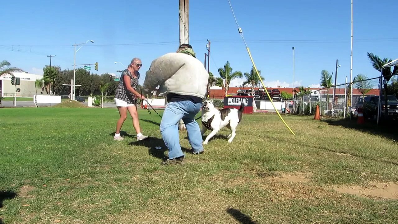 PP work Central Asian Shepherd (Alabai) dog