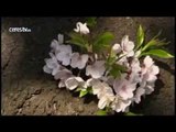 Japón recibe la primavera con el sakura, la época de los cerezos en flor