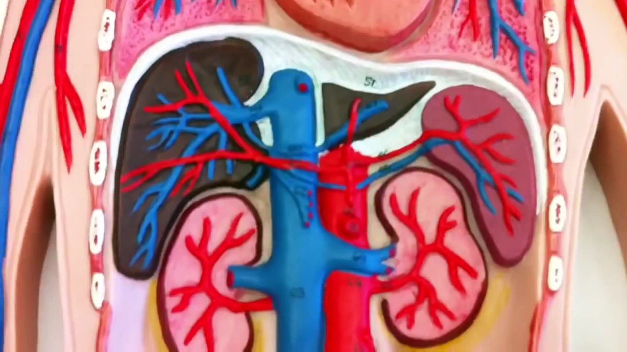 Biol 228 A&P: arteries and veins and the Circulatory System