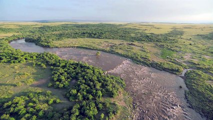FÉLINS - Bande-annonce