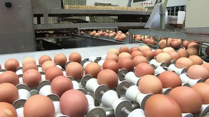 30.000 huevos de pascua por día