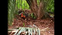trapping wild chicken Bẫy gà rừng hiệu quả