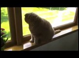 Baby Scottish Fold cat cute munchkin kitten! Fat cats, pampered celebrity pets