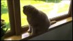 Baby Scottish Fold cat cute munchkin kitten! Fat cats, pampered celebrity pets
