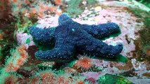 GEERG - Spiny Dogfish, Ratfish, Wolf eel and Giant Octopus (British Columbia, 2009)