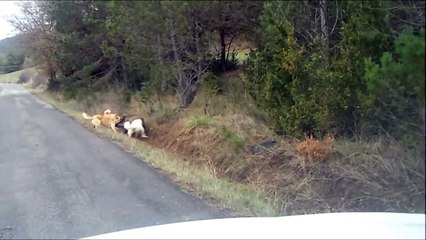 Perros vs jabalí (pelea épica)