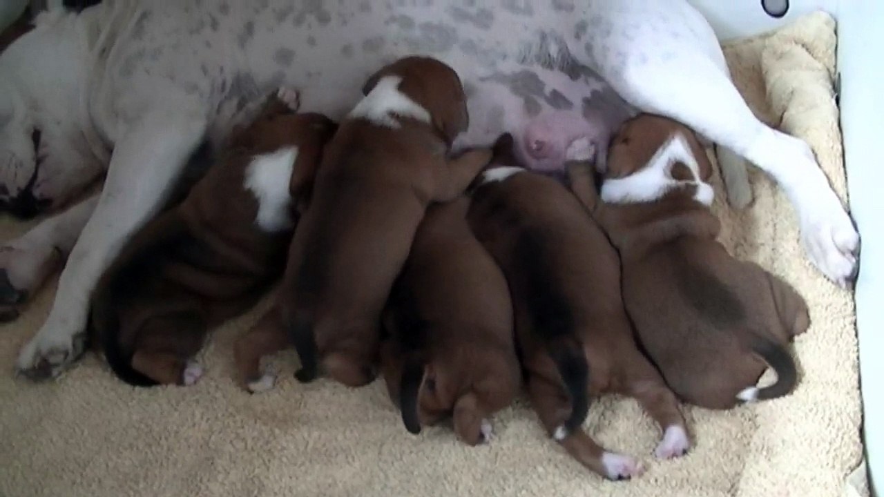 31ème vidéo des chiots de la 19ème portée de Staffordland