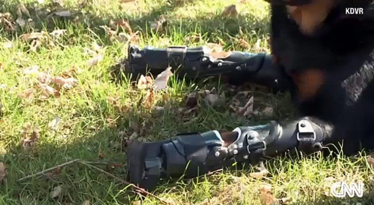 Des prothèses qui changent la vie à Brutus le chien amputé