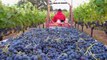 Vine to Wine, Winemaking at Naggiar Vineyards