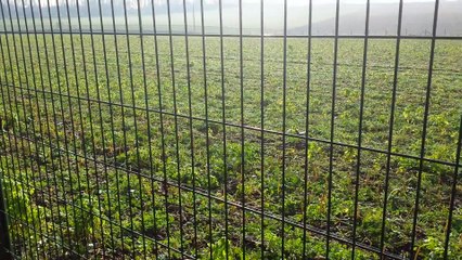 Premier rapport de Jaguar sur pigeon