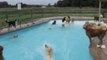 Pampered Pooches Enjoy a Dip in the Pool
