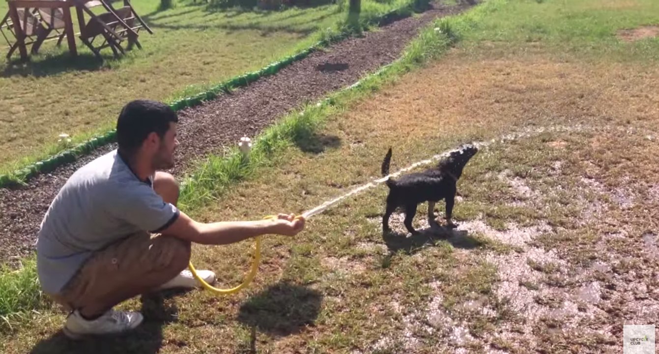Animal Lovers Pay Tribute to a Popular Puppy