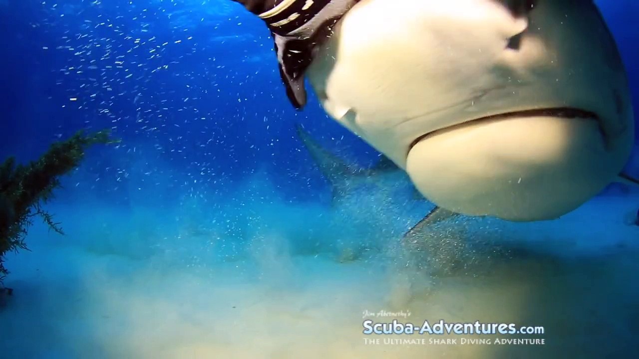 Tiger Shark Love - Tarantino