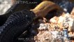 Indigo Snake Eats Rat Snake - Animal Figth -