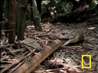 King cobra eating other Cobra - Animal Fighting -