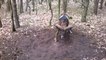 Un mouflon coincé dans un arbre sauvé par un joggeur