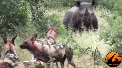 Wild Dogs Versus Black Rhino