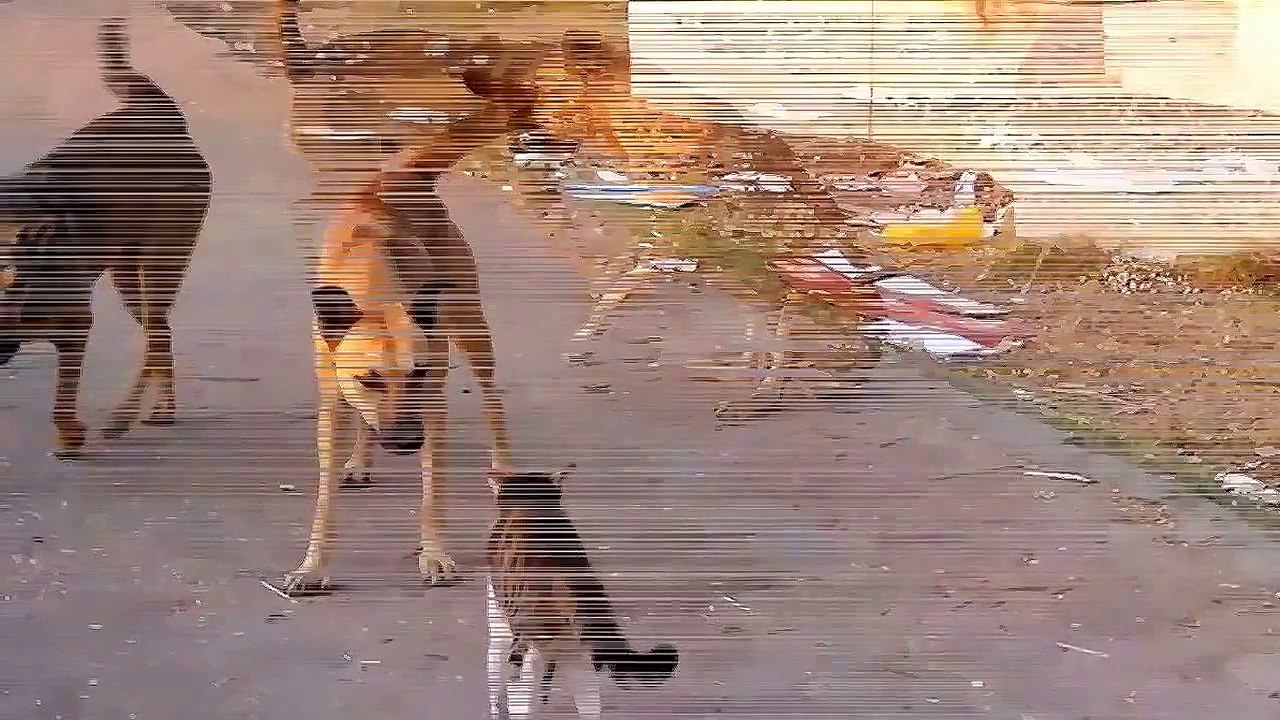 The Amazing Cat Fights A Dog
