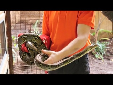 visite de la Ferme aux Crocodiles de Pierrelatte