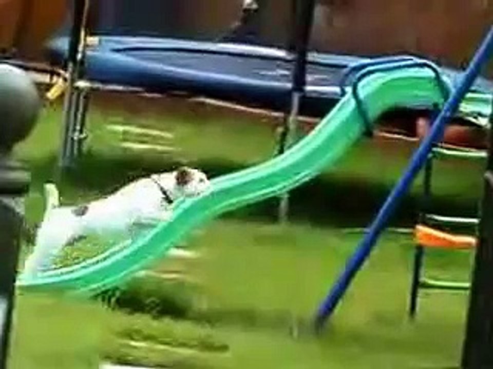 dog funney