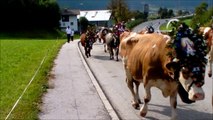 Rinderzucht Tirol Almabtrieb Fam. Klocker, Hart im Zillertal 