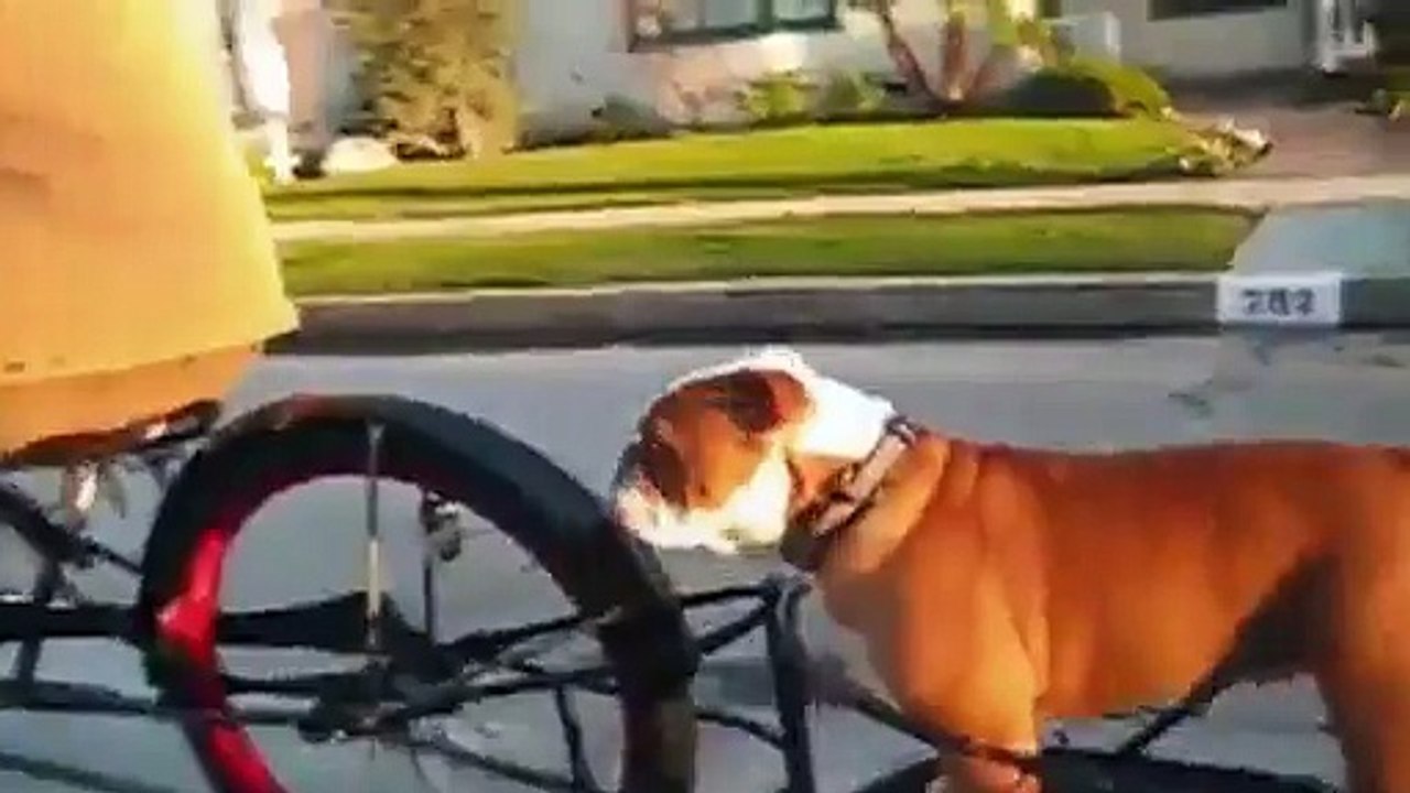 Funny animal compilation