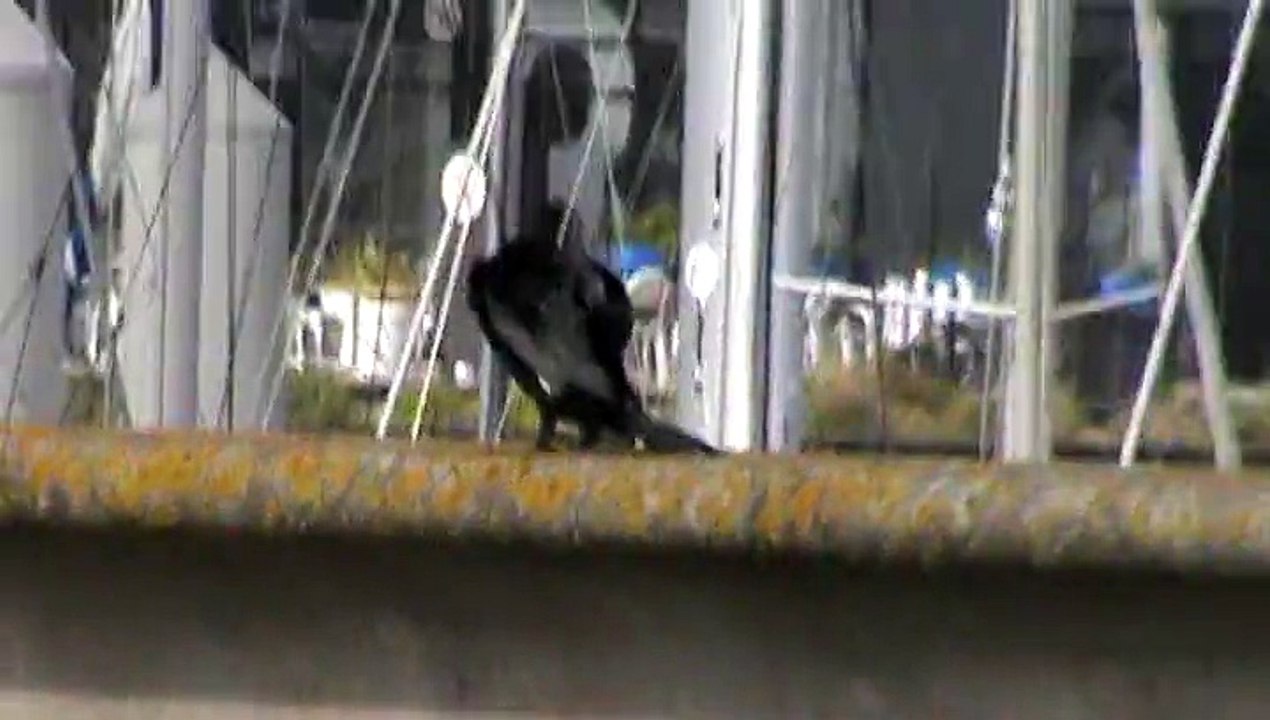 Grand cormoran le 31/03/15 à Brest Quai de la marina